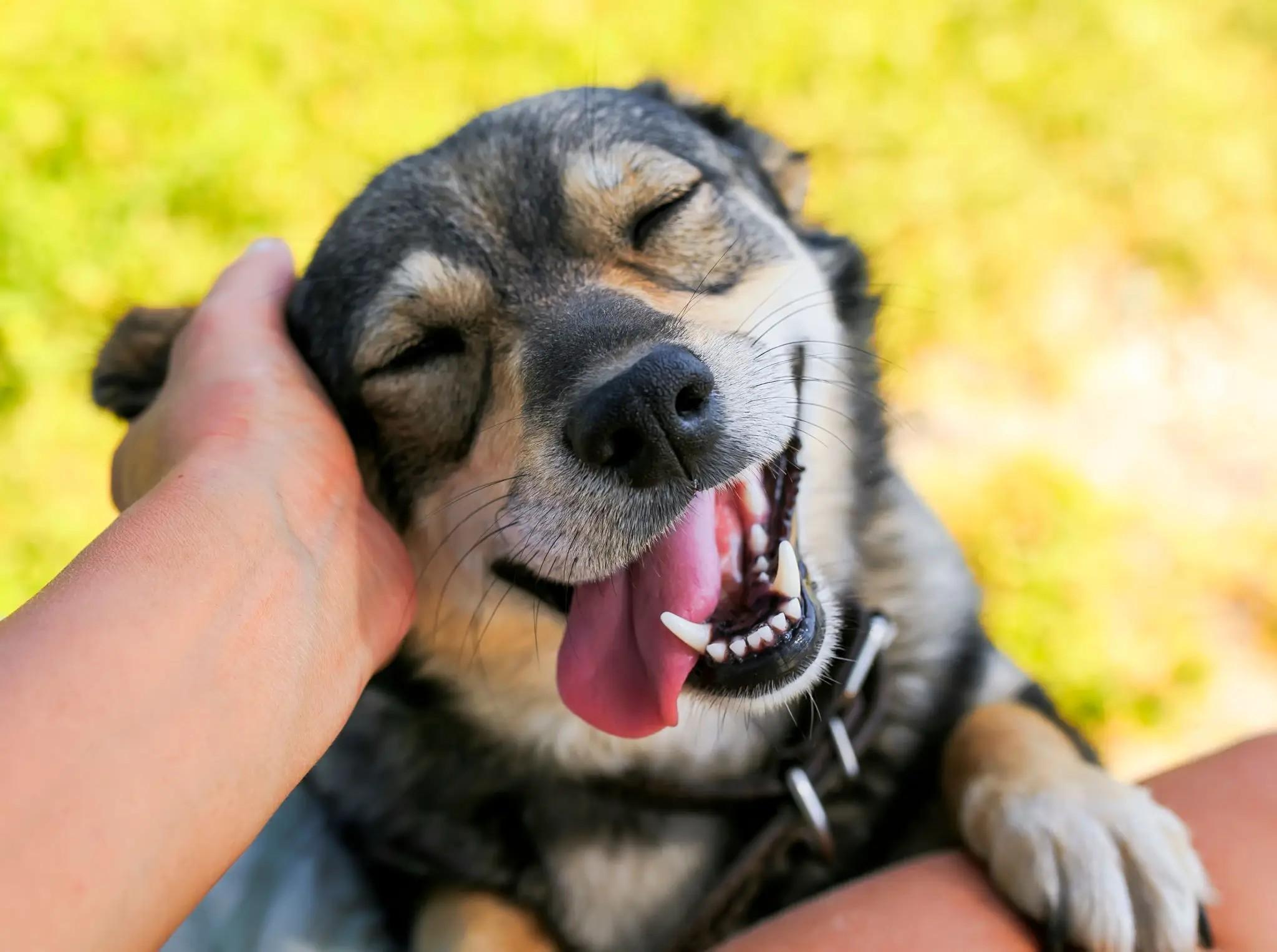 Happy dog with a veterinarian during a home visit